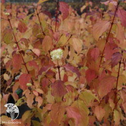 Дёрен кроваво-красный Эннис Винтер Бьюти