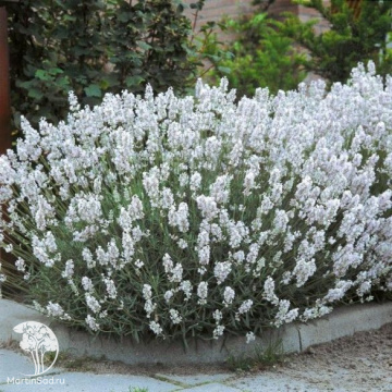 Фото Лаванда узколистная Эдельвейс