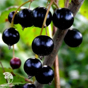 Фото Смородина чёрная Гулливер