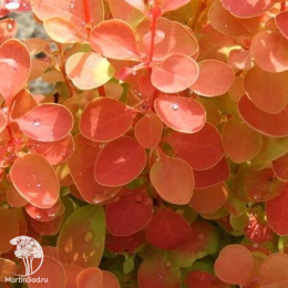 Барбарис Тунберга Оранж Альф