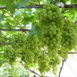 Виноград плодовый Восторг