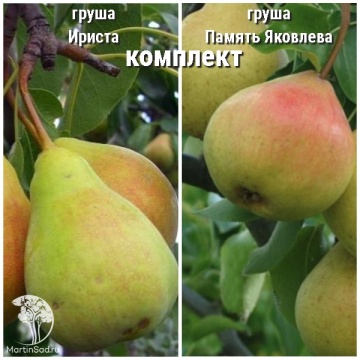 Фото Груша Ириста + опылитель Груша Память Яковлева