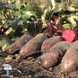 Свекла столовая Калипсо