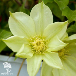 Клематис Мунлайт (Еллоу Квин)