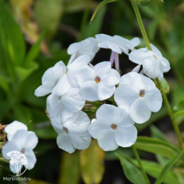 Флокс гибридный Опенинг Экт Вайт
