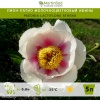 Пион-патио молочноцветковый Афины фото 1 