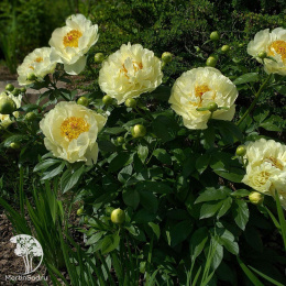 Пион молочноцветковый Лемон Шиффон