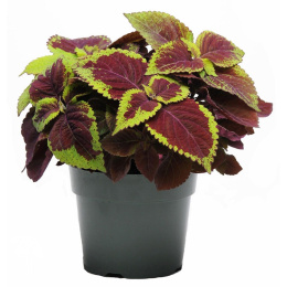 Колеус Блюме Смесь окрасок