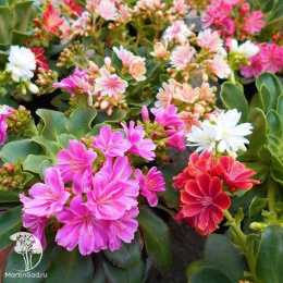 Левизия туполистная Элис 