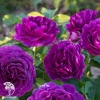 Роза флорибунда Минерва фото 3 