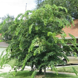 Вяз малый Жаклин Хилье