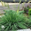 Koeleria glauca Coolio Коелерия сизая Кулио фото 1 