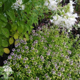  Тимьян лимоннопахнущий Арчерс Голд