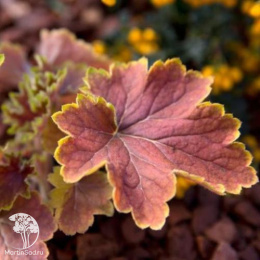 Гейхера Дельта Даун