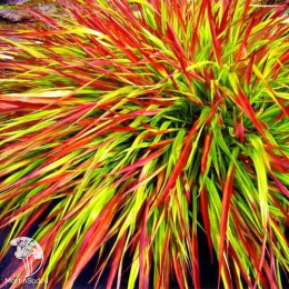 Хаконехлоа большая Маллед Вайн