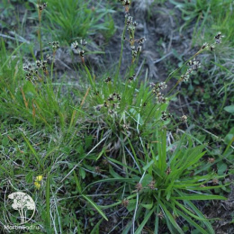 Ожика альпийская