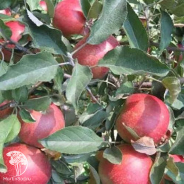 Яблоня Супер Прекос