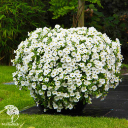 Калибрахоа Каблум F1 белая