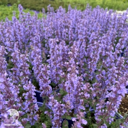Котовник фассена Кэтс Пажамас