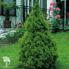 Ель канадская Десембер фото 3