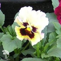 Виола Фламенко белая F1 Виттрока (Анютины глазки) серия Фарао