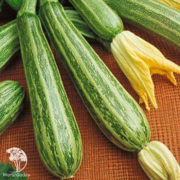 Кабачок Зебра