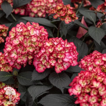 Фото Гортензия крупнолистная Эклипс Фёст Эдишен