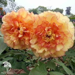 Пион древовидный Кинкаку / Сувенир де Максим Корню / Золотая Россыпь