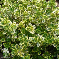 Набор для мяса тимьян Лимон Вариегата + тимьян Фредо Стронг + шалфей Виола Клозе