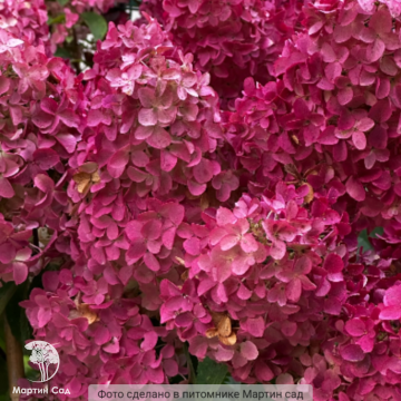 Фото Гортензия метельчатая Фрейз Мельба