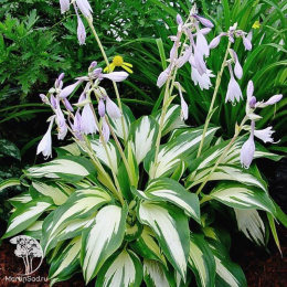 Хоста Кристмас Кэнди