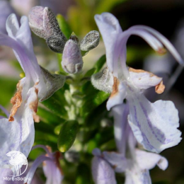 Набор для мяса розмарин лавандовый + шалфей Карадонна Компакт