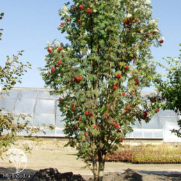 Рябина обыкновенная Фастигиата