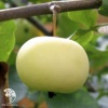 Яблоня карликовая Юнга фото 1 
