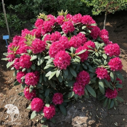 Рододендрон гибридный Неон Кисс