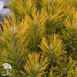 Сосна горная Голден Глоу