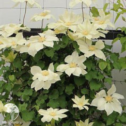 Клематис Мунлайт (Еллоу Квин)