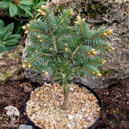 Ель колючая Вудсток на штамбе