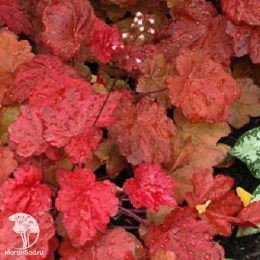 Сверхвыгодный микс! Гейхера Пинк Перлз + Гейхера Джорджия Плам + Гейхера Отумн Ливз