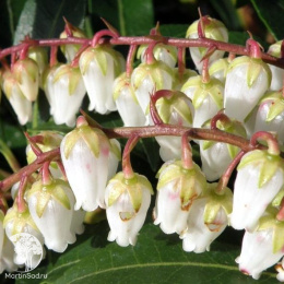 Пиерис японский Дебютант