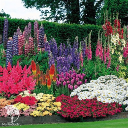 Смесь высоких многолетников Цветочный карнавал