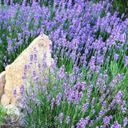 Лаванда узколистная Южанка