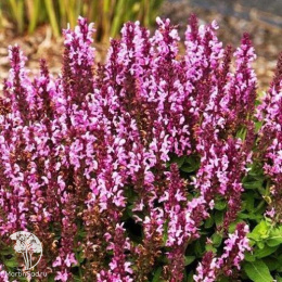 Шалфей дубравный Сенсейшн Роуз