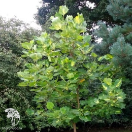 Лириодендрон тюльпанный Пургатори