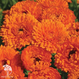 Календула Гейша 