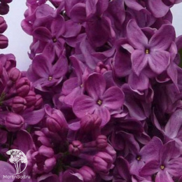 Сирень Маршал Соколовский