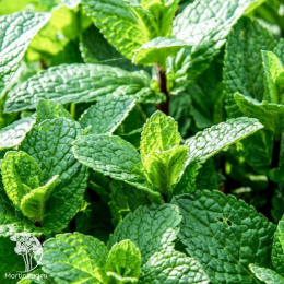 Мята Карамелька автор.