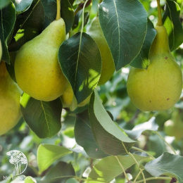 Груша Кафедральная
