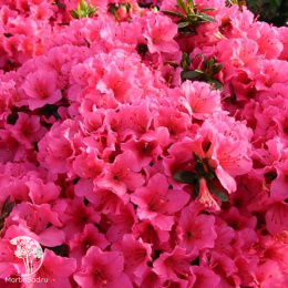 Рододендрон тупой Михико / Гейша Дункельроза