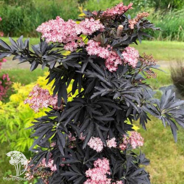 Фото Бузина чёрная Лэйсд Ап